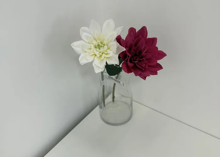 Nest Collazia 1500 Mt Dal Colosseo